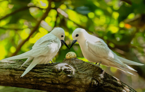 How a seabird native to Hawaii has adapted to life in Honolulu's concrete jungle